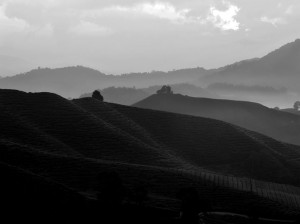 Sunrise at Cameron Highlands