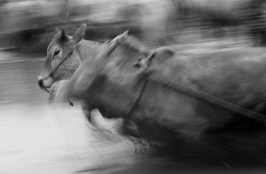 Bull Run Bull Run