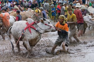 Preparing the bulls for the run Preparing the bulls for the run