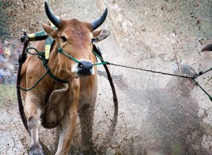 Bull Run on a muddy field Bull Run on a muddy field