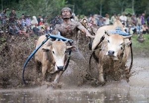 Pacu Jawi Pacu Jawi