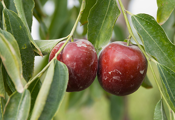 jujubes_01