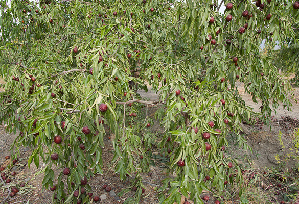 jujubes_02