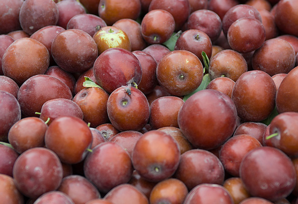jujubes_04