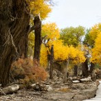 PMPE 13, Autumn Silk Route 2011 PhotoSafari from 15th to 31st October 2011