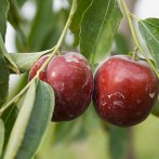 Silk Road Adventure – Visiting a Jujube or “Red Dates” Farm