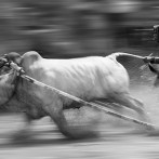 PMPE 9, “Pacu Jawi (Bull Run) on 13th to 17th April 2011, Padang, Indonesia