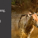 PMPE – Pacu Jawi Photosafari, Padang, Indonesia, 5th to 7th April 2013